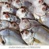 Best Quality Slim Mouth Fish For Sale