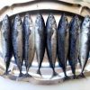 fresh bonito fish for sale - Image 4