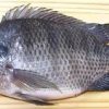 Fresh Tilapia Fish For Sale