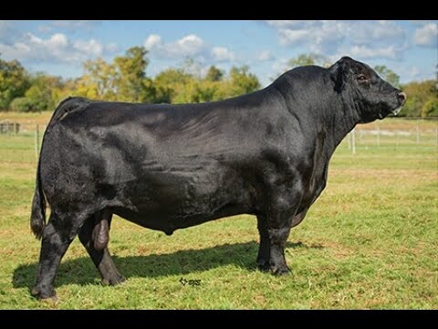 Black Agnus Cattle