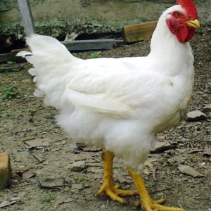 Broiler Chicks