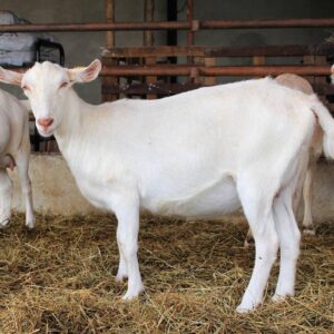 Saanen Goat