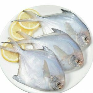 Pampus argenteus for sale