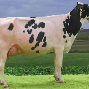 Holstein Freisan Cattle