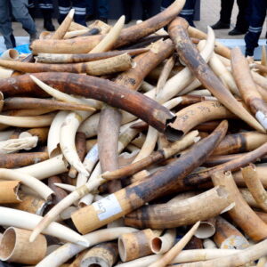 African Elephant Ivory