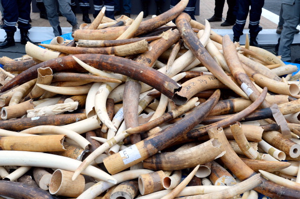 African Elephant Ivory