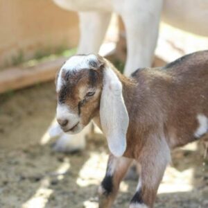 Nubian Goats