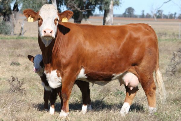 Simmental Cattle