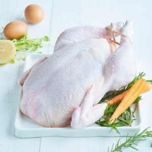 Araucana Chicken