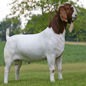 Boer Goat