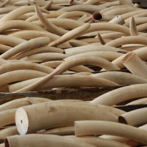 Asian Elephant Ivory