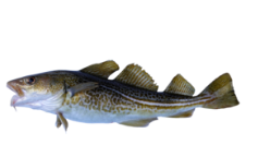 Fresh Fish Pacific Cod For Sale