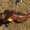 Fresh Sculpin Fish For Sale - Image 5