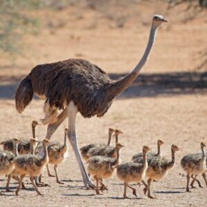 Ostrich, (Struthio camelus)