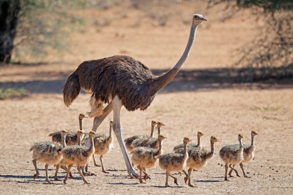 Ostrich, (Struthio camelus)