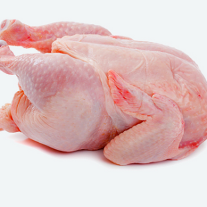 Leghorn chicken