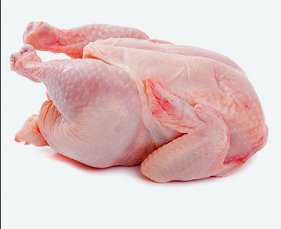 Leghorn chicken