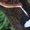 Best Quality Raw Rubber(Latex) - Image 2