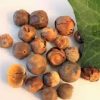 Buy afrostyrax lepidophyllus Online - Image 2