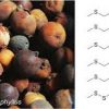 Buy afrostyrax lepidophyllus Online - Image 3