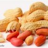 Raw Groundnuts (Peanuts) Wholesale