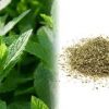 Best quality tobacco powder - Image 4
