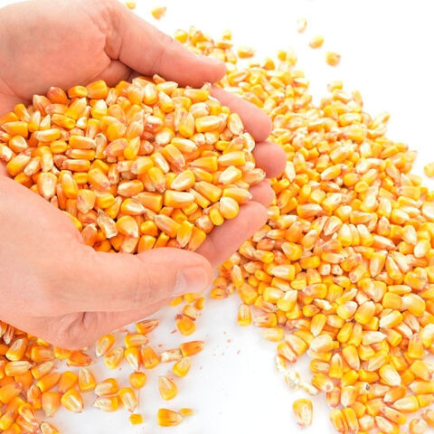 Yellow Corn