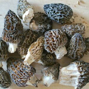 Black Morel Mushrooms